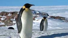 Pengu Delriy